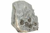 Ammonite (Promicroceras) Cluster - Marston Magna, England #216632-2